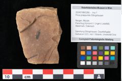Foto (Objekt + Etikett) von Pinus praepumilio Ettingshausen (NHMW-GEO-2024-0188-0266)